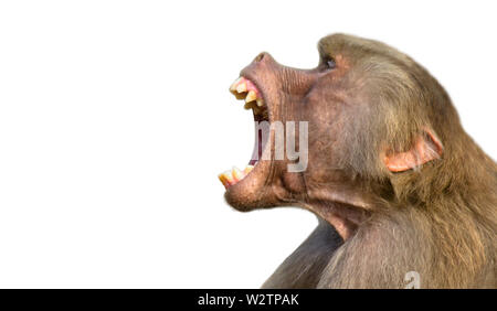 Babouin isolé sur fond blanc. Singe babouin (Dr Pavian genre Papio) crier à haute voix avec une grande bouche ouverte et montrant des dents bien prononcé dans Banque D'Images