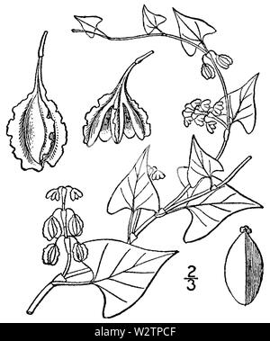 Fallopia scandens var cristatum BB-1913 Banque D'Images