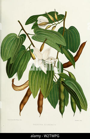 Flower-bauhinia-acuminata Banque D'Images