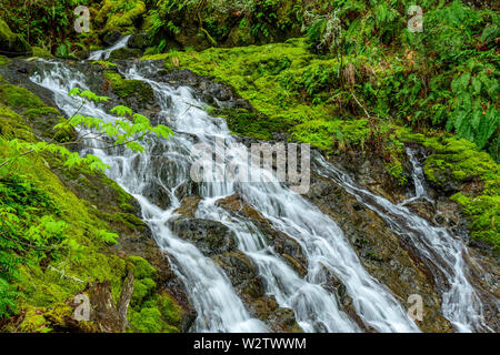 Chutes de la cataracte La Cataracte, Canyon, le Mont Tamalpais, comté de Marin, en Californie Banque D'Images