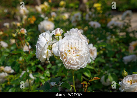 David Austin 'rose' Emily Bronte (Ausearnshaw), devenir blanc rose tendre, en fleurs en été dans le jardin de Mme Greville, Polesden Lacey, Surrey, UK Banque D'Images