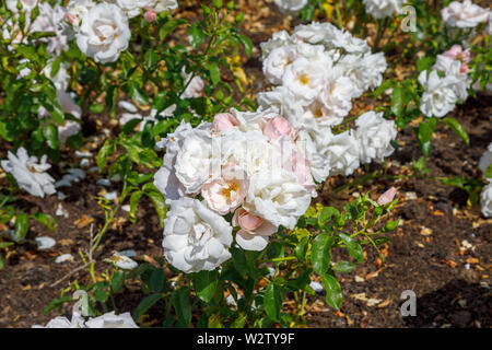 Blanc à semi-doubles rose tendre floribunda rosier arbustif 'Happy Returns' (Harwanted) en été, le jardin de Mme Greville, Polesden Lacey, Surrey Banque D'Images