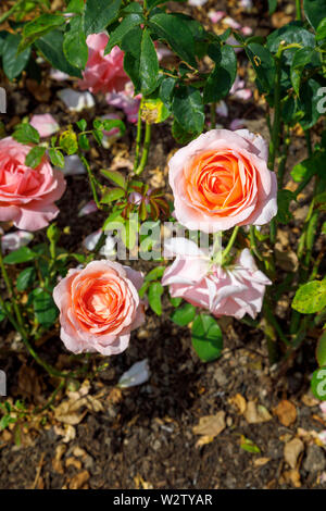 Hybrides de thé rose Rosier arbustif 'Belle Dame' en fleurs en été dans le jardin de Mme Greville, Polesden Lacey, Great Bookham, Surrey Banque D'Images