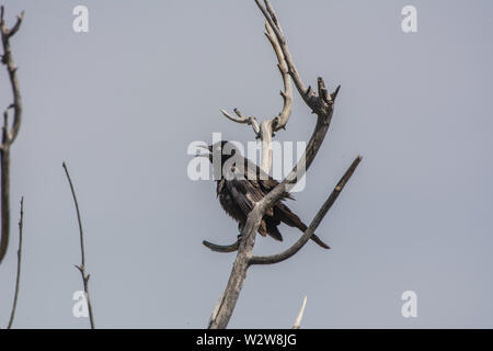 Le Blackbird de Brewer (Euphagus cyanocephalus) du comté de Douglas, Colorado, États-Unis. Banque D'Images