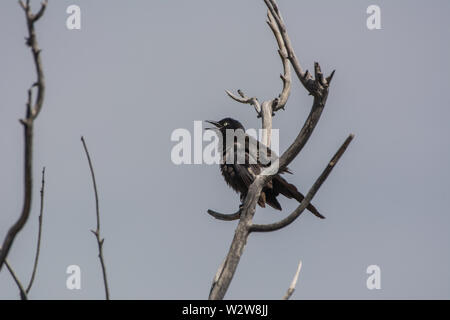 Le Blackbird de Brewer (Euphagus cyanocephalus) du comté de Douglas, Colorado, États-Unis. Banque D'Images