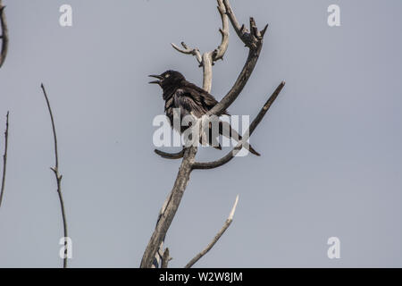 Le Blackbird de Brewer (Euphagus cyanocephalus) du comté de Douglas, Colorado, États-Unis. Banque D'Images