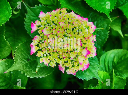 Festival des hortensias dans taejongsa Taejongdae, temple bouddhiste, Busan, Corée du Sud, Asie Banque D'Images