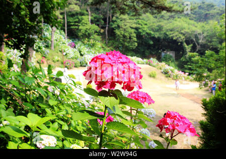 Suguk taejongsa hydrangea Festival de temple bouddhiste, Taejongdae, Busan, Corée du Sud, Asie Banque D'Images