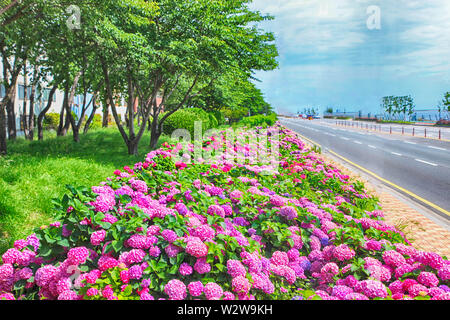 Suguk bigleaf hydrangea fleurissent dans dadaepo, Sahagu, Busan, Corée du Sud, en Asie. Banque D'Images