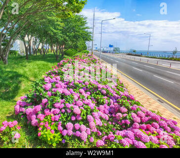 Suguk bigleaf hydrangea fleurissent dans dadaepo, Sahagu, Busan, Corée du Sud, en Asie. Banque D'Images