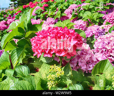 Suguk bigleaf hydrangea fleurissent dans dadaepo, Sahagu, Busan, Corée du Sud, en Asie. Banque D'Images