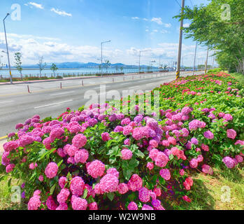 Suguk bigleaf hydrangea fleurissent dans dadaepo, Sahagu, Busan, Corée du Sud, en Asie. Banque D'Images