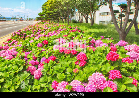 Suguk bigleaf hydrangea fleurissent dans dadaepo, Sahagu, Busan, Corée du Sud, en Asie. Banque D'Images