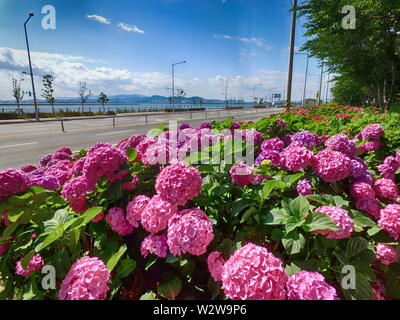 Suguk bigleaf hydrangea fleurissent dans dadaepo, Sahagu, Busan, Corée du Sud, en Asie. Banque D'Images