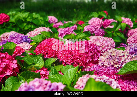 Suguk bigleaf hydrangea fleurissent dans dadaepo, Sahagu, Busan, Corée du Sud, en Asie. Banque D'Images