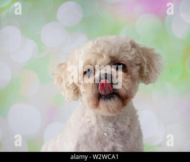 Bichon Frise Shih Tzu Mix portrait visage sur un fond coloré Banque D'Images