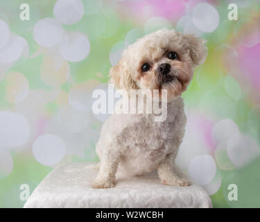 Bichon Frise Shih Tzu Mix Portrait sur un fond coloré assis Banque D'Images