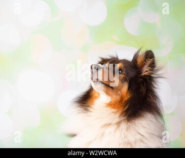 Shetland Sheepdog en Studio Portrait Looking up Banque D'Images