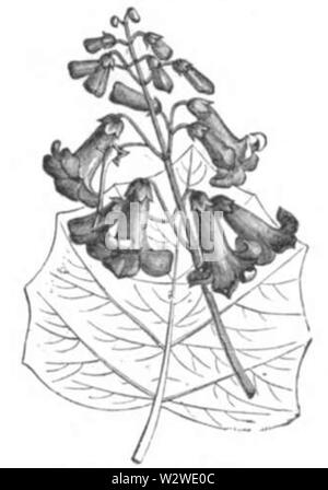Illustrirte Zeitung (1843) 02 0111 Le paulownia imperialis Banque D'Images