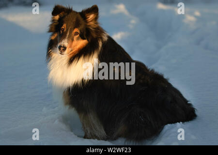 Shetland Sheepdog couleur tri dans la neige en hiver Banque D'Images