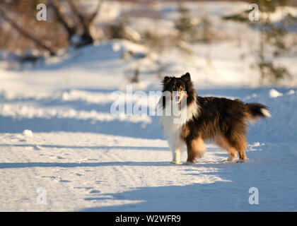 Shetland Sheepdog couleur tri dans la neige en hiver Banque D'Images