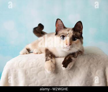 Mélange siamois chat dans Studio Portrait Banque D'Images