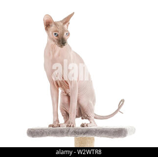 Funny cat Sphynx sur arbre à chat contre fond blanc Banque D'Images