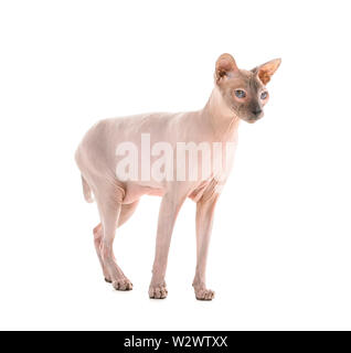 Funny cat Sphynx sur fond blanc Banque D'Images