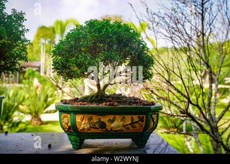 Arbre Bonzai sur la table en bois dans le jardin. Banque D'Images