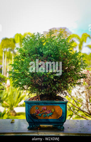 Arbre Bonzai sur la table en bois dans le jardin. Banque D'Images