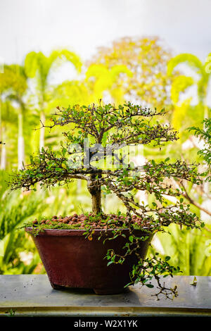 Arbre Bonzai sur la table en bois dans le jardin. Banque D'Images