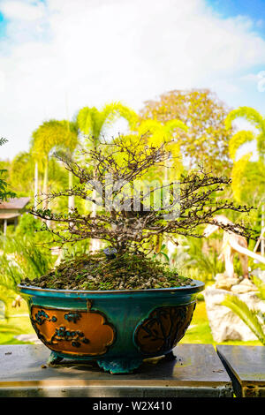 Arbre Bonzai sur la table en bois dans le jardin. Banque D'Images