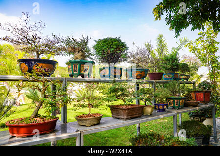 Arbre Bonzai sur la table en bois dans le jardin. Banque D'Images