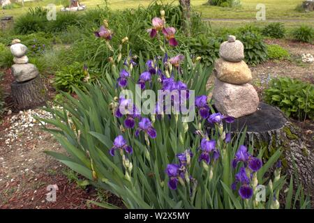 Iris mauve dans un jardin en fleurs Banque D'Images