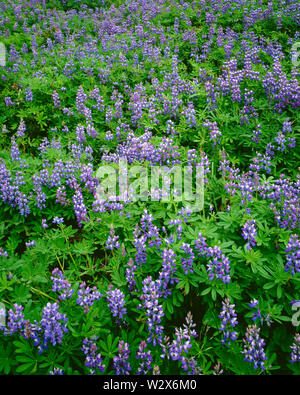 USA, Washington, Mt. Rainier National Park, Anti-dicotylédones lupin (Lupinus latifolius) affiche près de la floraison dense Glacier Nisqually. Banque D'Images