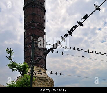 Les pigeons s'asseoir sur les fils de téléphone ville contre ciel nuageux, Istanbul, Turquie. Banque D'Images