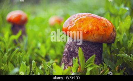 Un gros champignon, Red-Capped Manomannette Scaber le Leccinum aurantiacum (champignons) et deux petits dans l'herbe après la pluie sur une journée ensoleillée. Banque D'Images