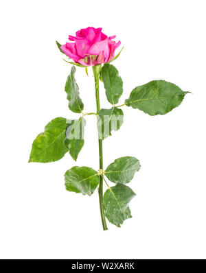 Beau jardin de roses fraîches Banque D'Images