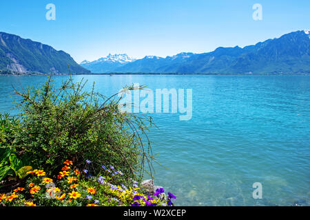 Des fleurs sur le lac de Genève sur fond de paysage alpin. Montreux, Suisse. Banque D'Images