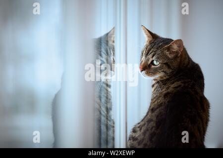 Chat-tigre (Felis silvestris catus) est assis à la fenêtre avec la réflexion, Allemagne Banque D'Images