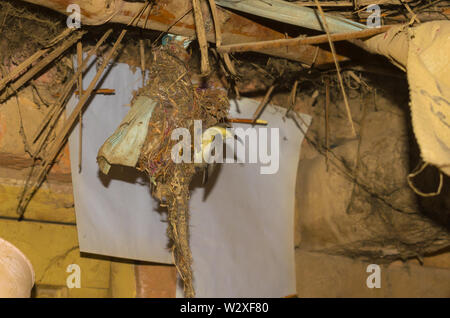 Humming Bird nourrissant ses bébés dans le nid, humming bird nest dans une maison. Banque D'Images