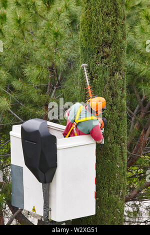 Un élagage travailleur équipé d'une grue sur Cypress. Travaux de jardinage Banque D'Images