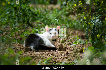 Cat portant sur le terrain derrière la maison dans le jardin Banque D'Images