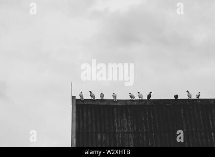 Les pigeons s'asseoir et se reposer sur le toit à l'extérieur de la chambre Banque D'Images