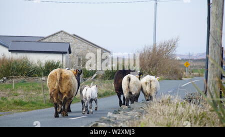 Le bétail d'être entassés dans le comté de Galway Banque D'Images