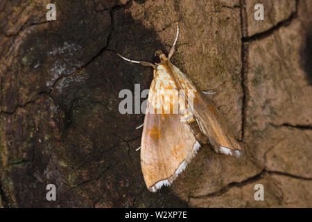 Hainbuchen-Zünsler Hainbuchenzünsler Buchenzünsler,,,, Buchen-Zünsler Agrotera nemoralis, belle perle, famille des Zünsler Crambids,, Banque D'Images