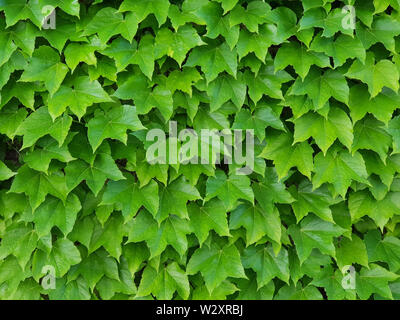 Mur vert naturel de feuilles de lierre comme une décoration de ou de papier peint. Photo plein cadre. Banque D'Images