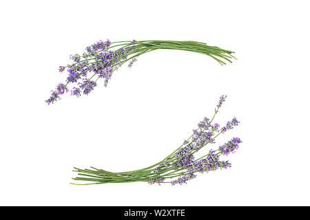 Fleurs de Lavande isolé sur fond blanc. Banque D'Images