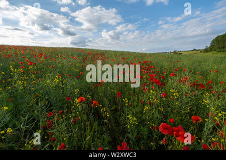 Belles photos coquelicots poussant dans la région des Cotswolds fleurs emblématiques .associé à toutes les guerres à travers le monde. Banque D'Images
