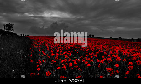 Belles photos coquelicots poussant dans la région des Cotswolds fleurs emblématiques .associé à toutes les guerres à travers le monde. Banque D'Images